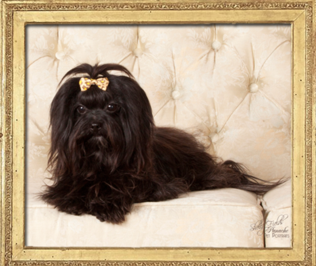 Bolonka Treasures