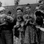 Bolonka breed historical photographs