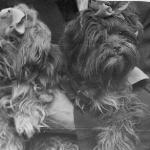 Bolonka breed historical photographs