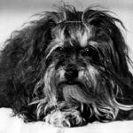 Bolonka breed historical photographs