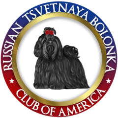 Russian Tsvetnaya Bolonka Club of America